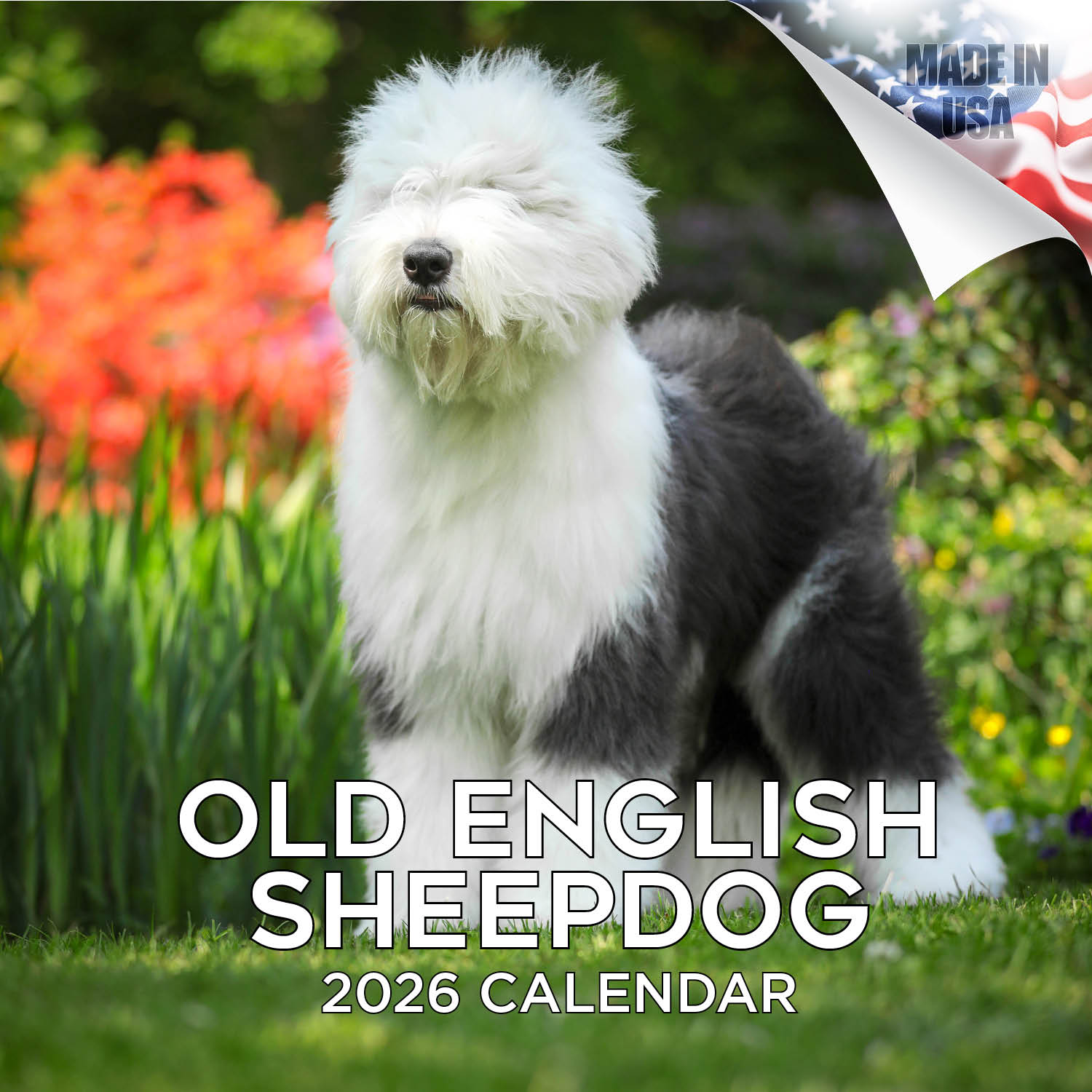 Old English Sheepdog Wall Calendar 2026