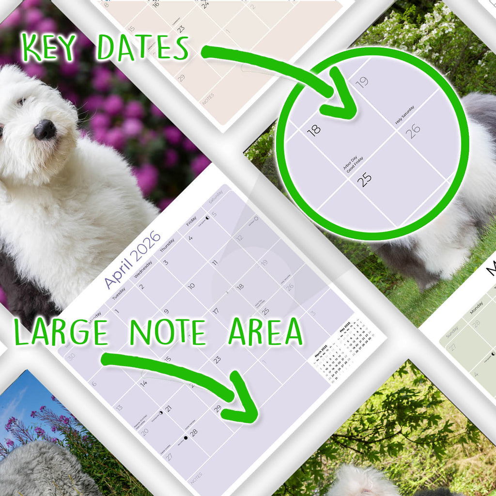 Old English Sheepdog Wall Calendar 2026