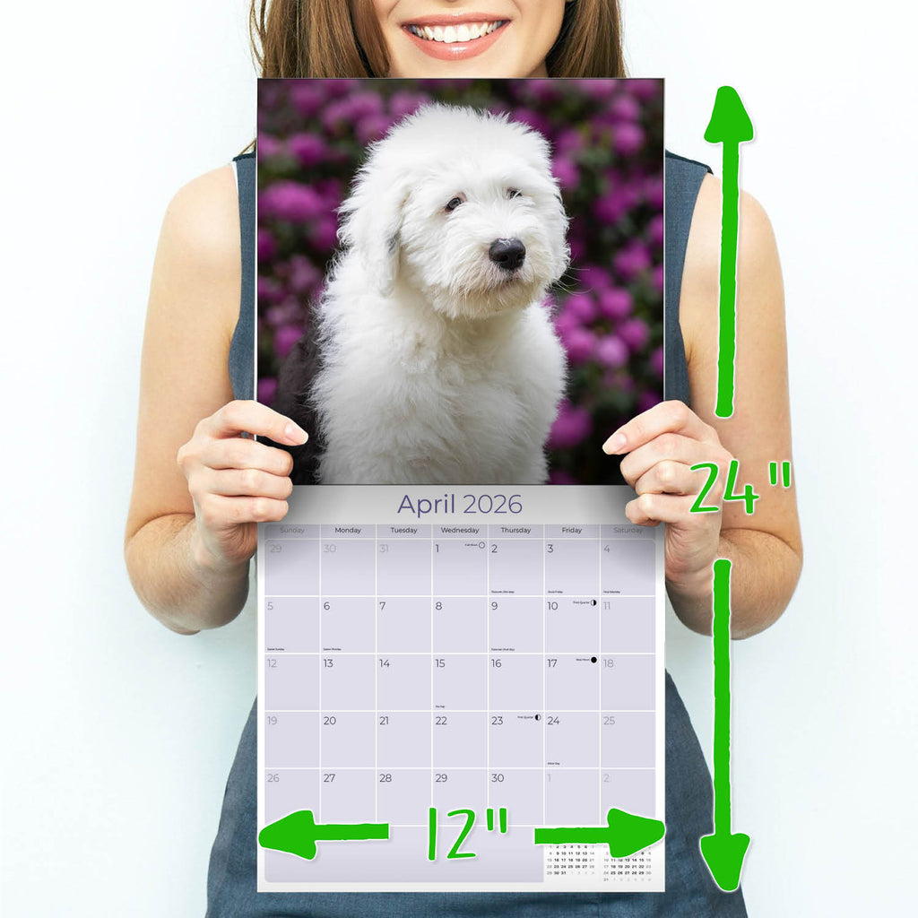 Old English Sheepdog Wall Calendar 2026