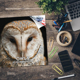 Owls Wall Calendar 2026