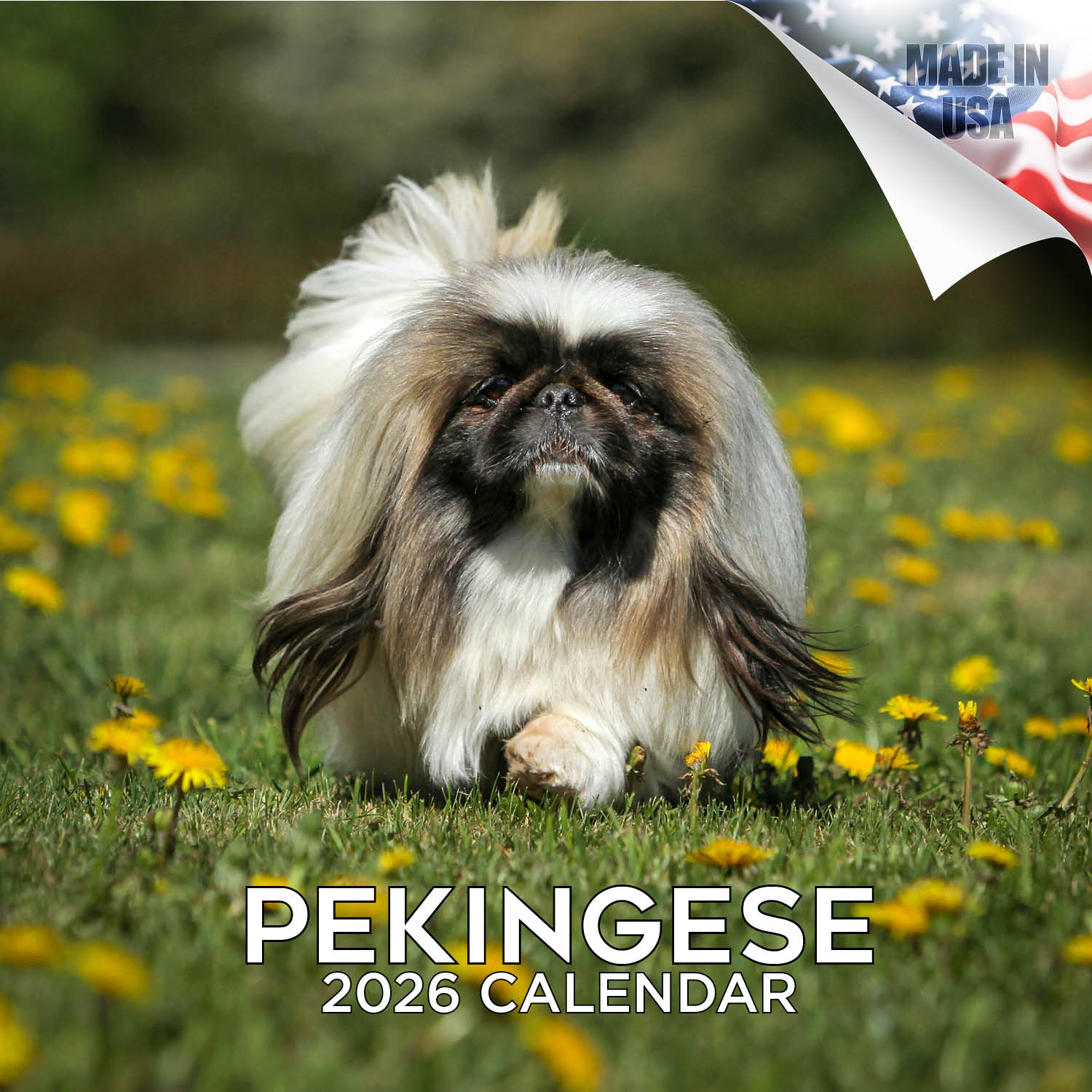 Pekingese Wall Calendar 2026