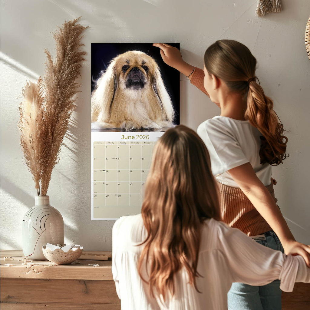 Pekingese Wall Calendar 2026