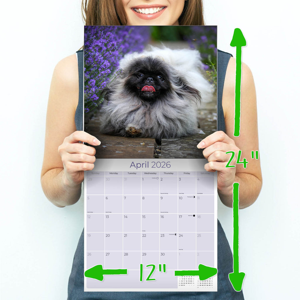 Pekingese Wall Calendar 2026
