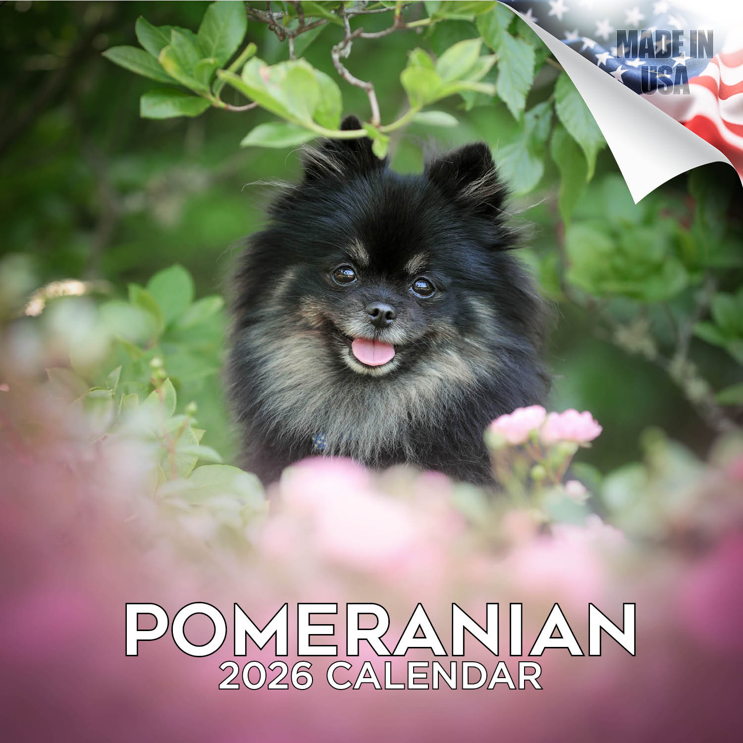 Pomeranian Wall Calendar 2026