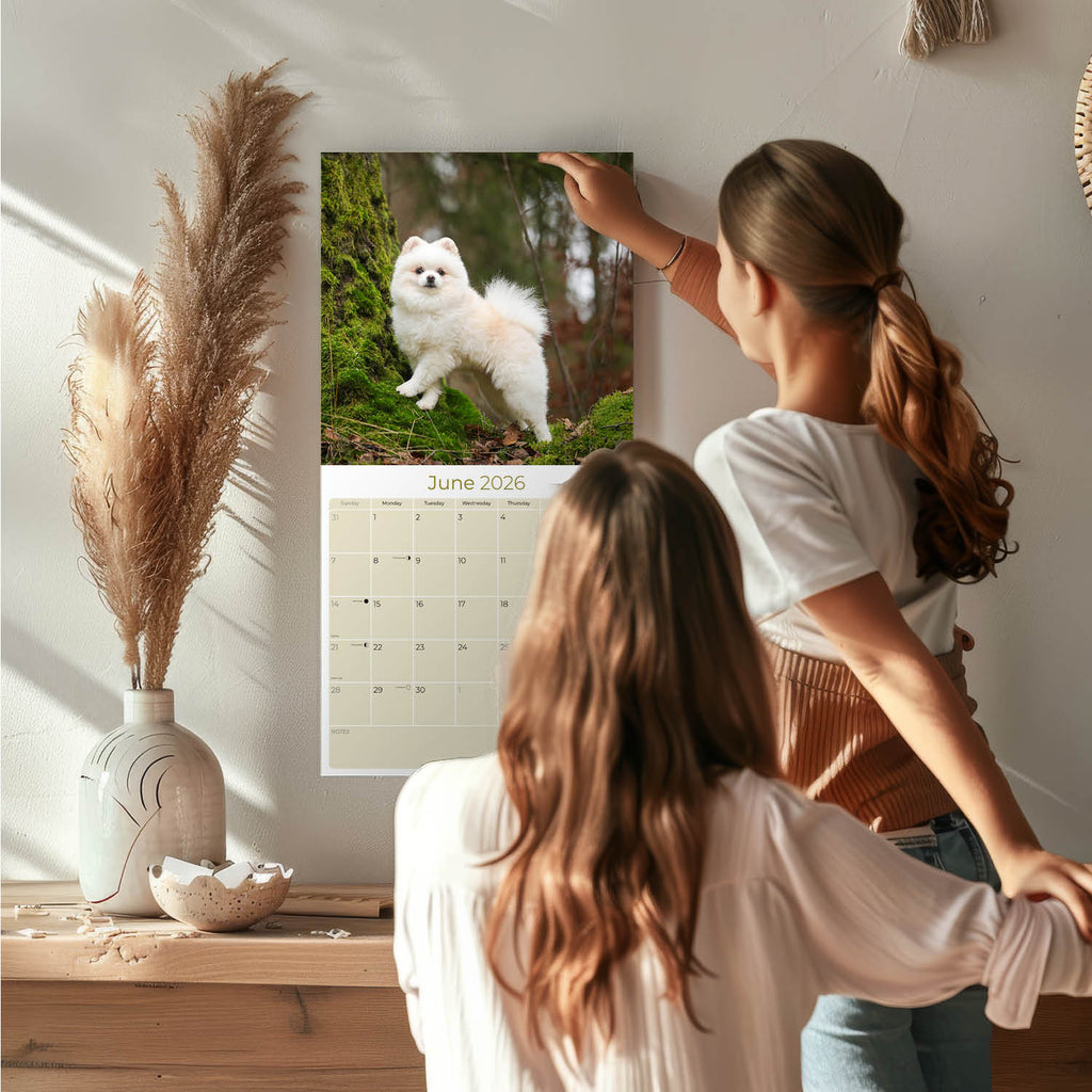 Pomeranian Wall Calendar 2026