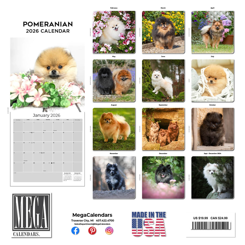 Pomeranian Wall Calendar 2026