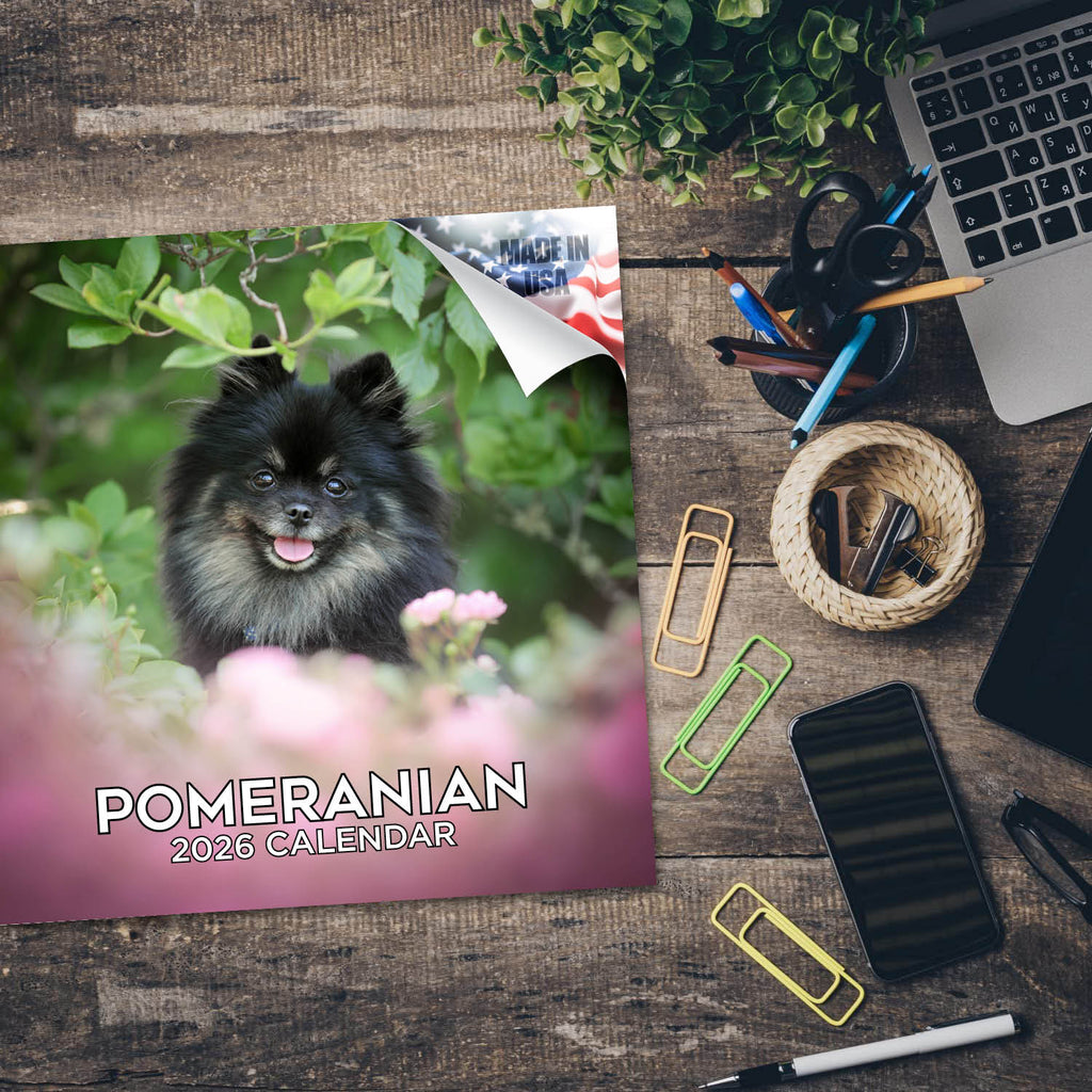 Pomeranian Wall Calendar 2026