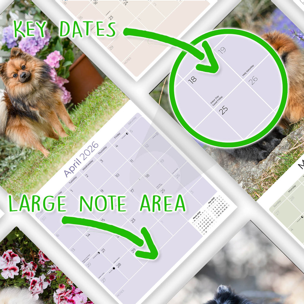 Pomeranian Wall Calendar 2026