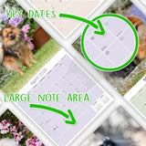 Pomeranian Wall Calendar 2026