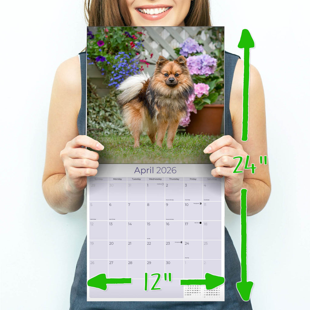 Pomeranian Wall Calendar 2026