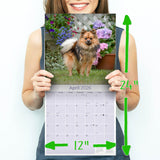 Pomeranian Wall Calendar 2026