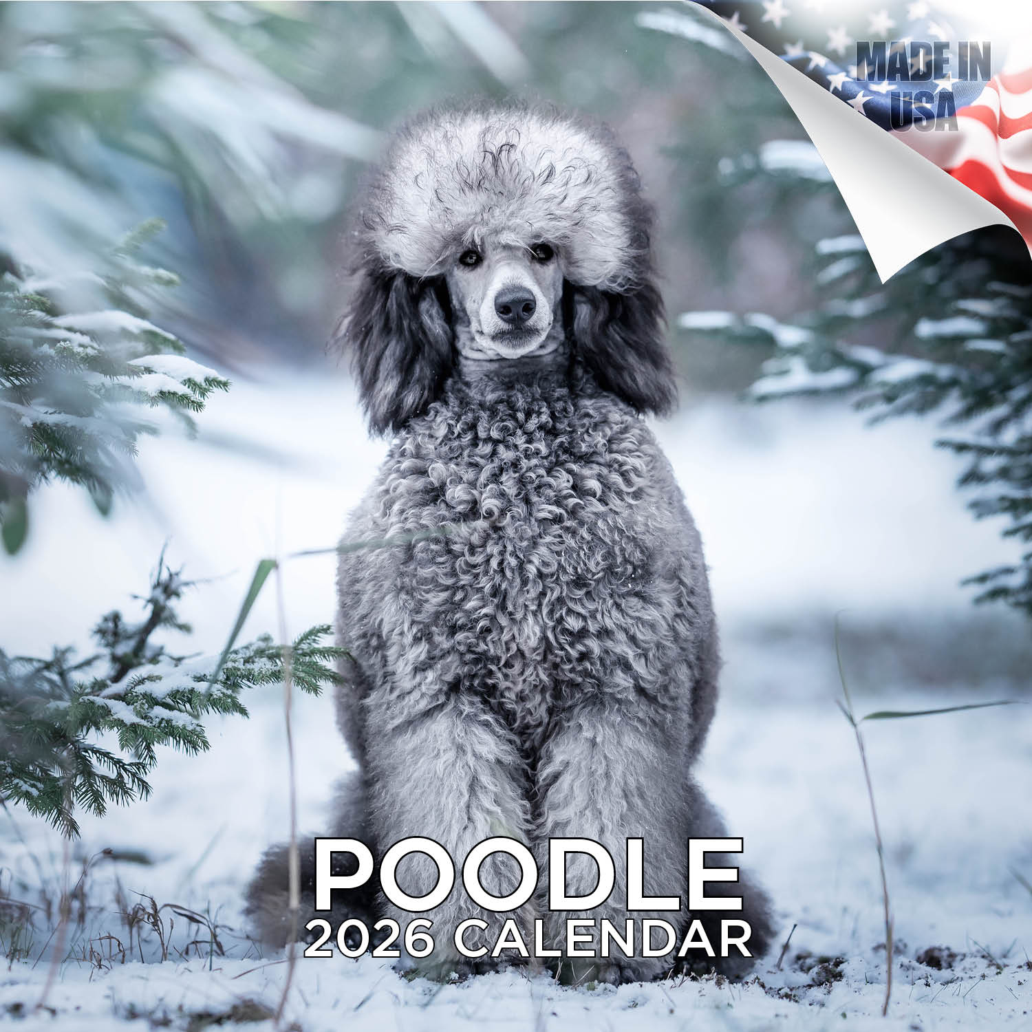 Poodle Wall Calendar 2026