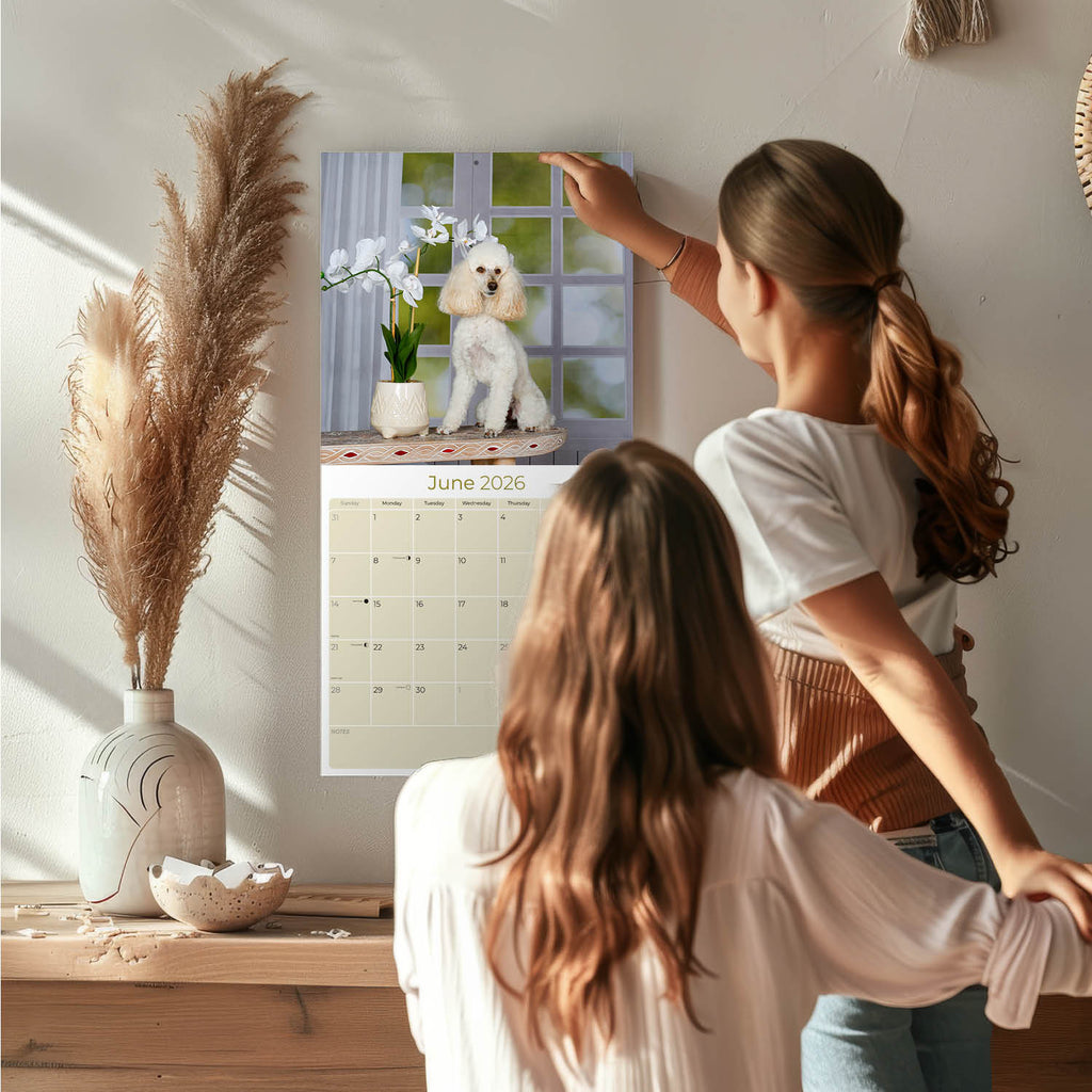 Poodle Wall Calendar 2026