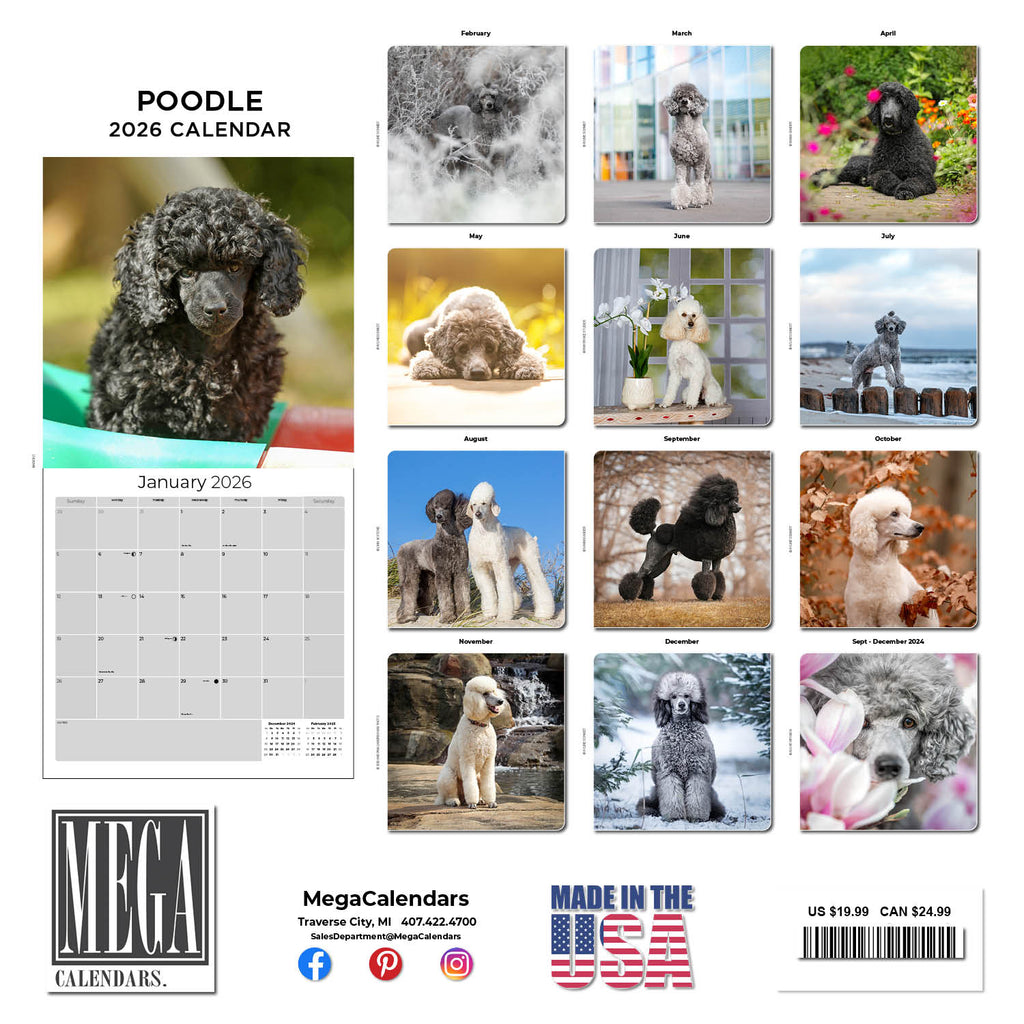 Poodle Wall Calendar 2026