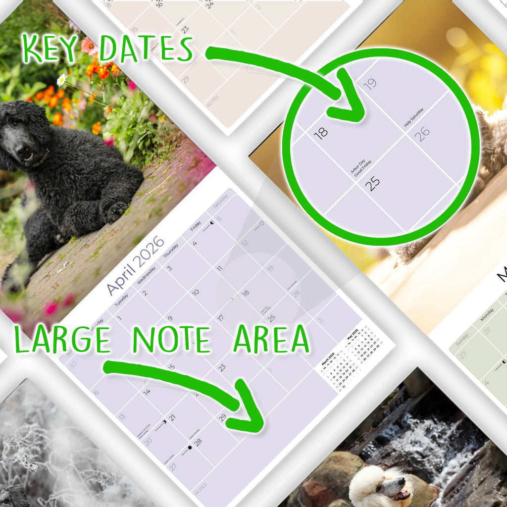 Poodle Wall Calendar 2026
