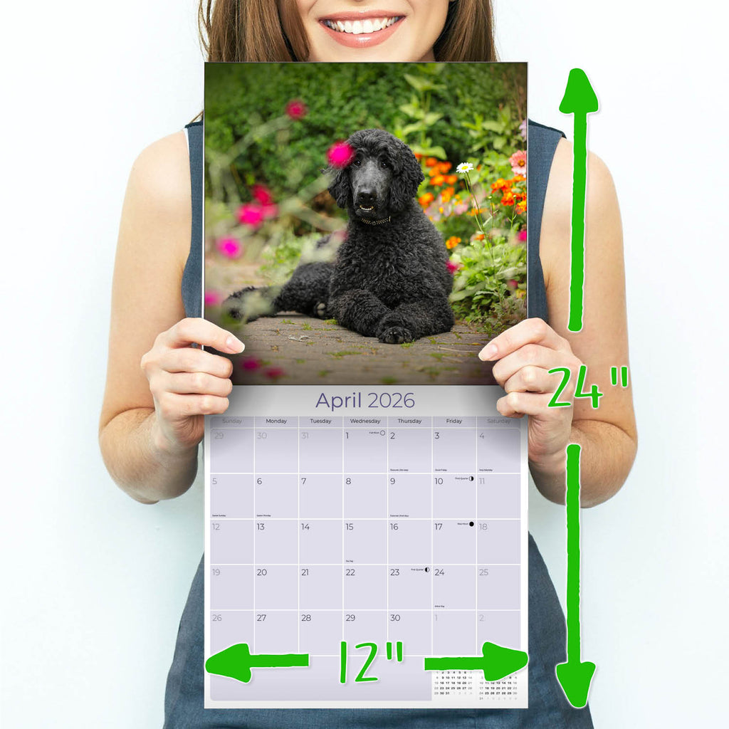 Poodle Wall Calendar 2026