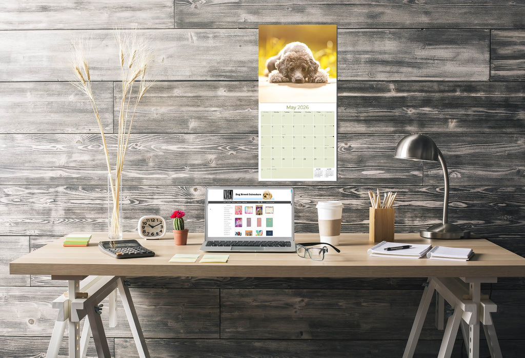 Poodle Wall Calendar 2026