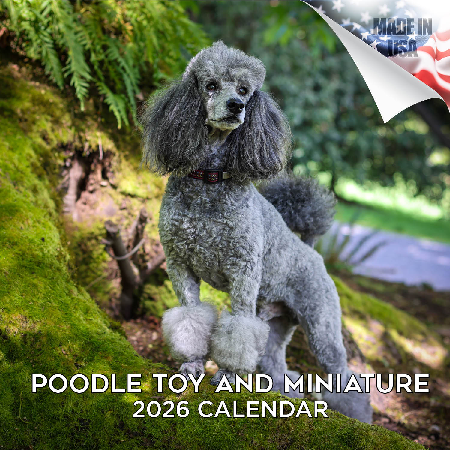 Poodle (Toy & Miniature) Wall Calendar 2026