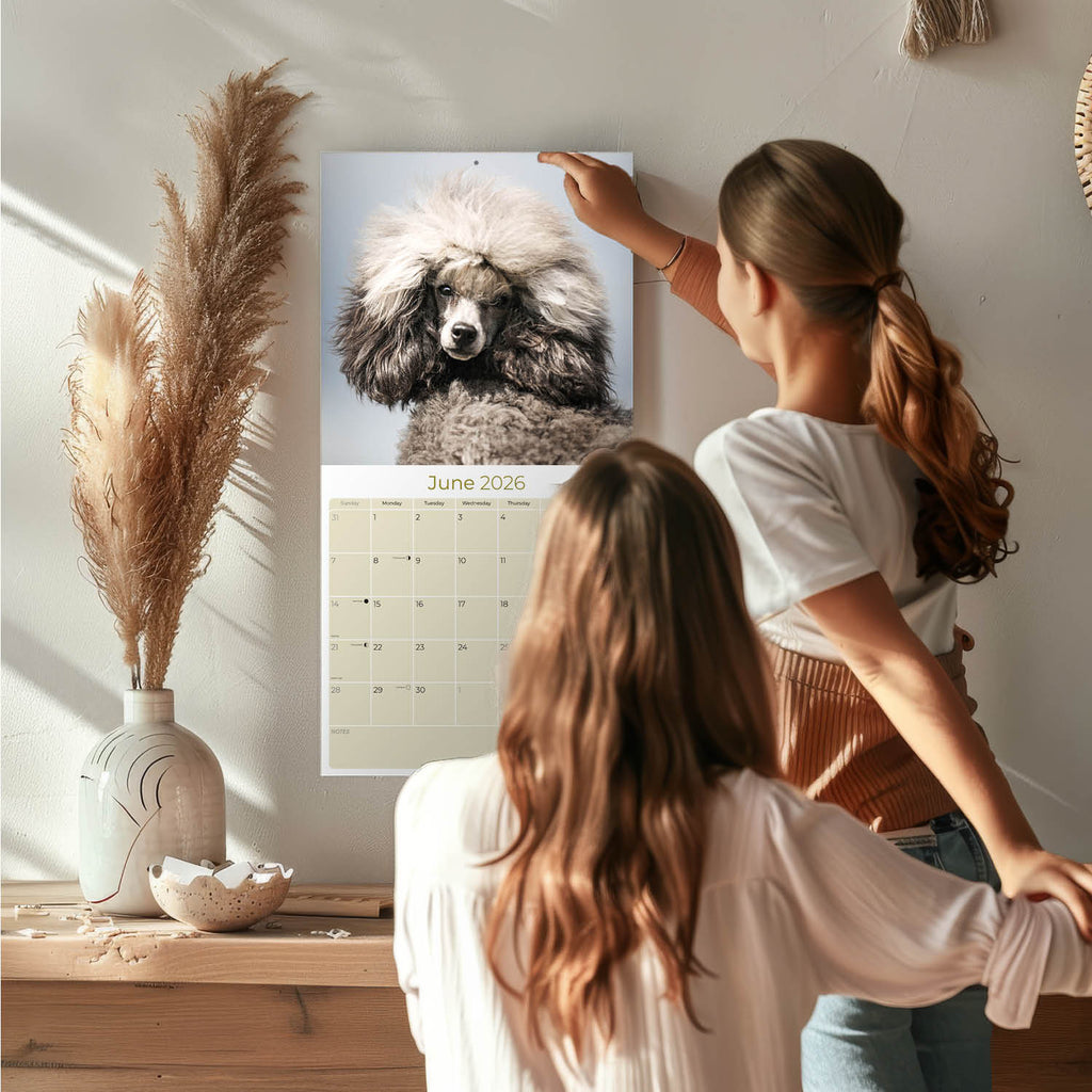 Poodle (Toy & Miniature) Wall Calendar 2026