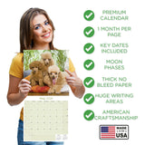 Poodle (Toy & Miniature) Wall Calendar 2026