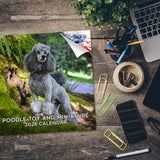 Poodle (Toy & Miniature) Wall Calendar 2026