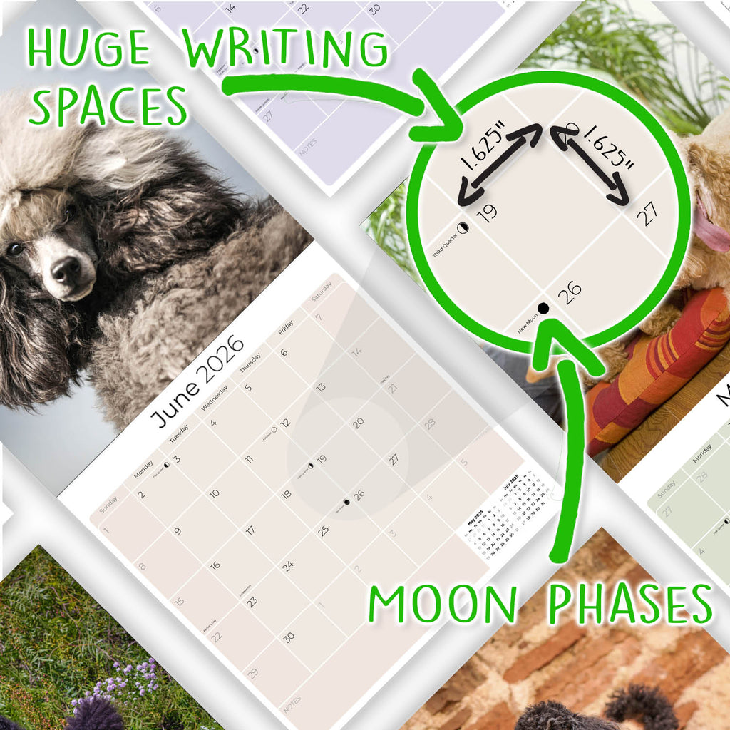 Poodle (Toy & Miniature) Wall Calendar 2026