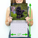 Poodle (Toy & Miniature) Wall Calendar 2026