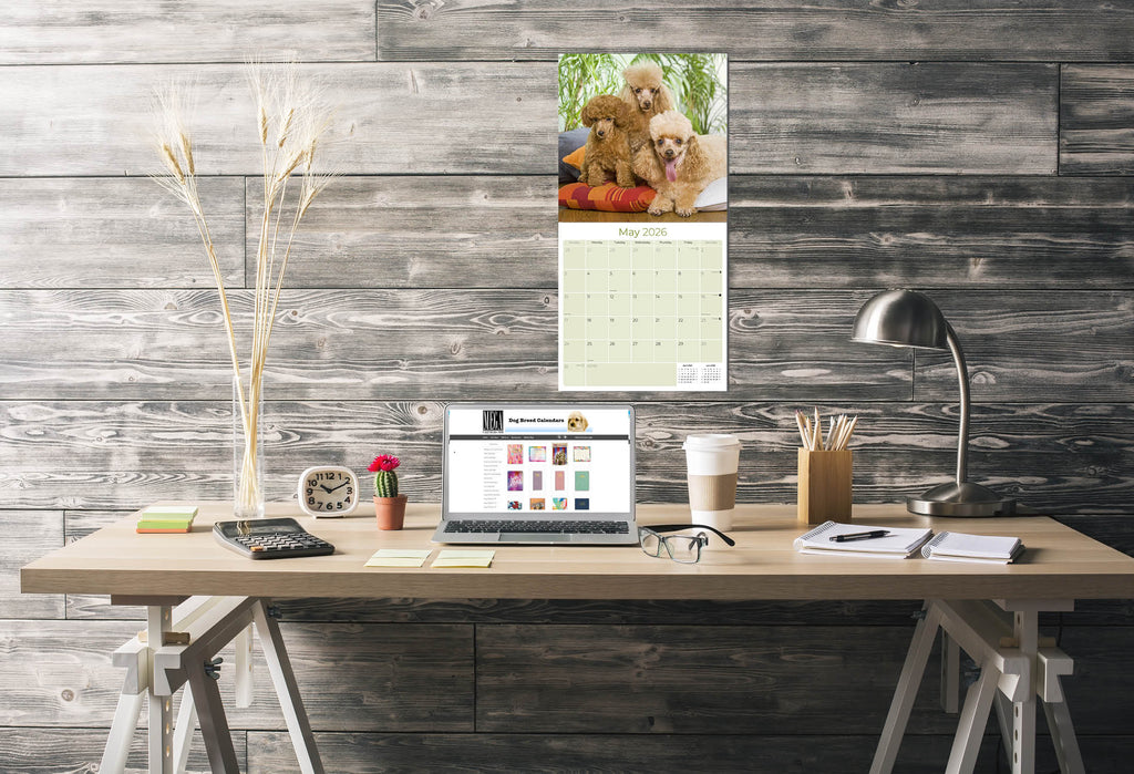 Poodle (Toy & Miniature) Wall Calendar 2026