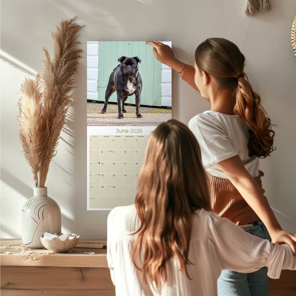 Pug Wall Calendar 2026