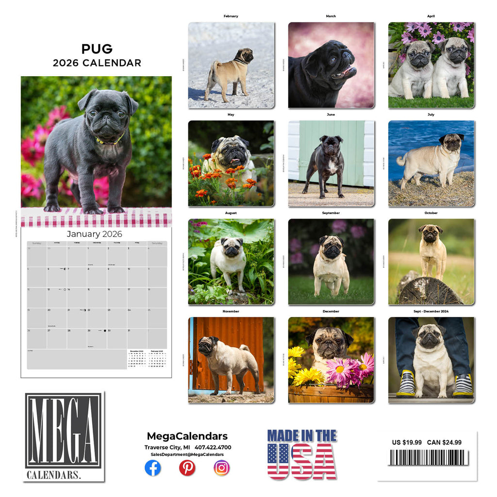 Pug Wall Calendar 2026