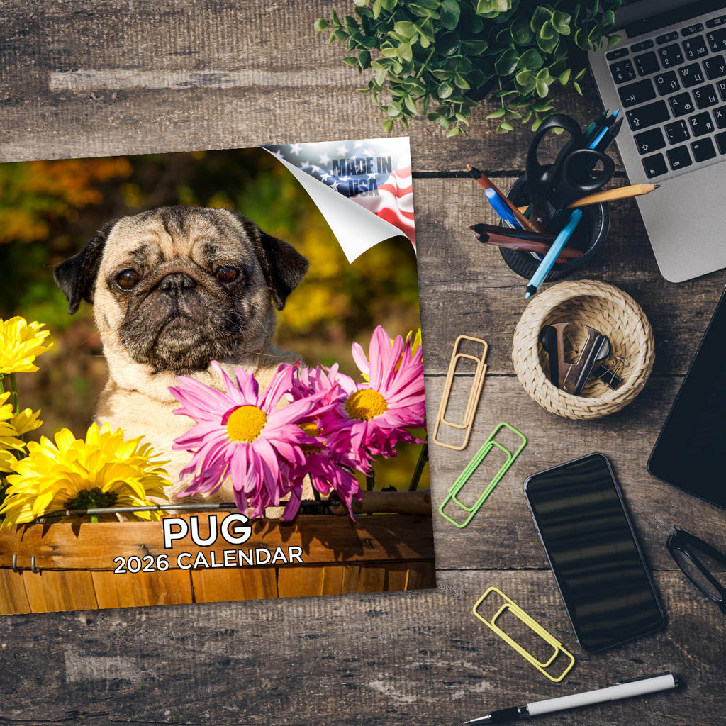 Pug Wall Calendar 2026