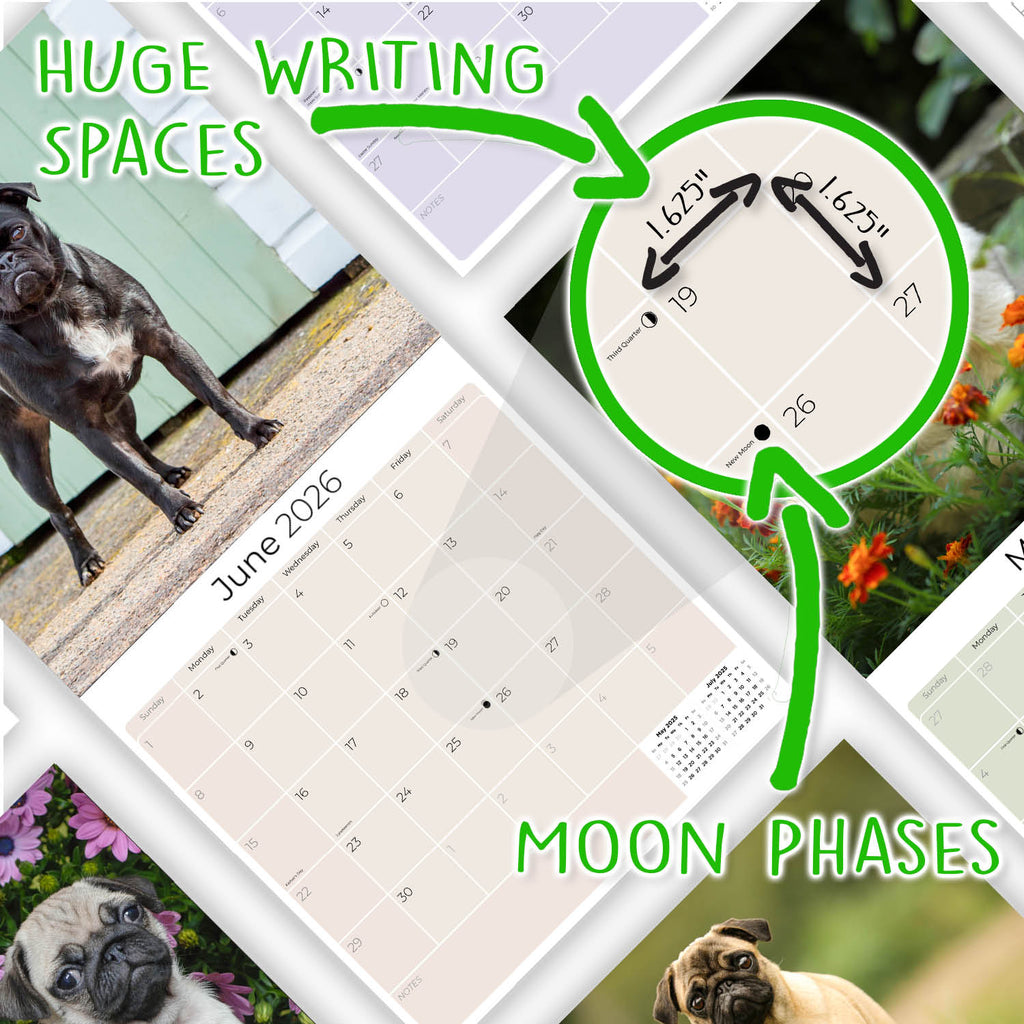 Pug Wall Calendar 2026