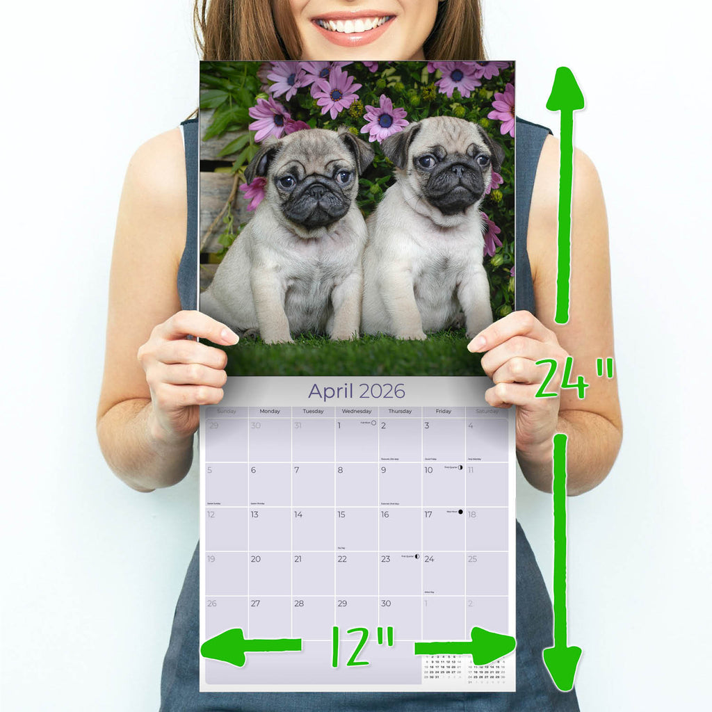 Pug Wall Calendar 2026