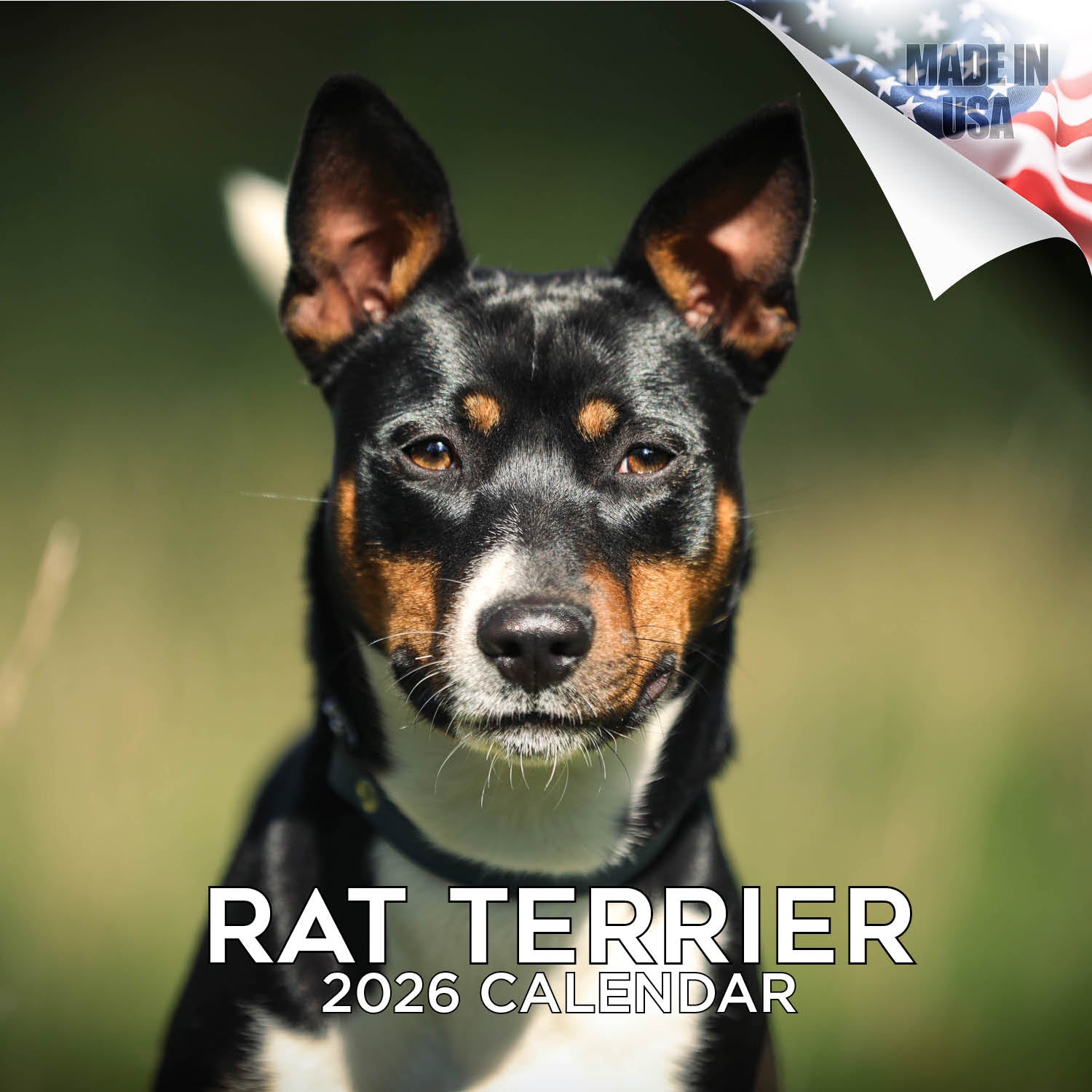 Rat Terrier Wall Calendar 2026