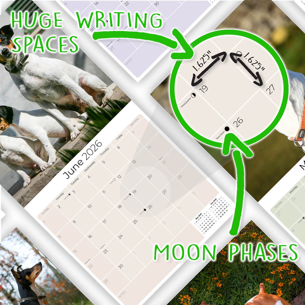 Rat Terrier Wall Calendar 2026