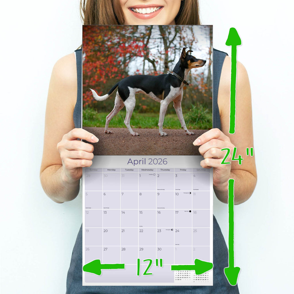 Rat Terrier Wall Calendar 2026