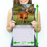 Rhodesian Ridgeback Wall Calendar 2026