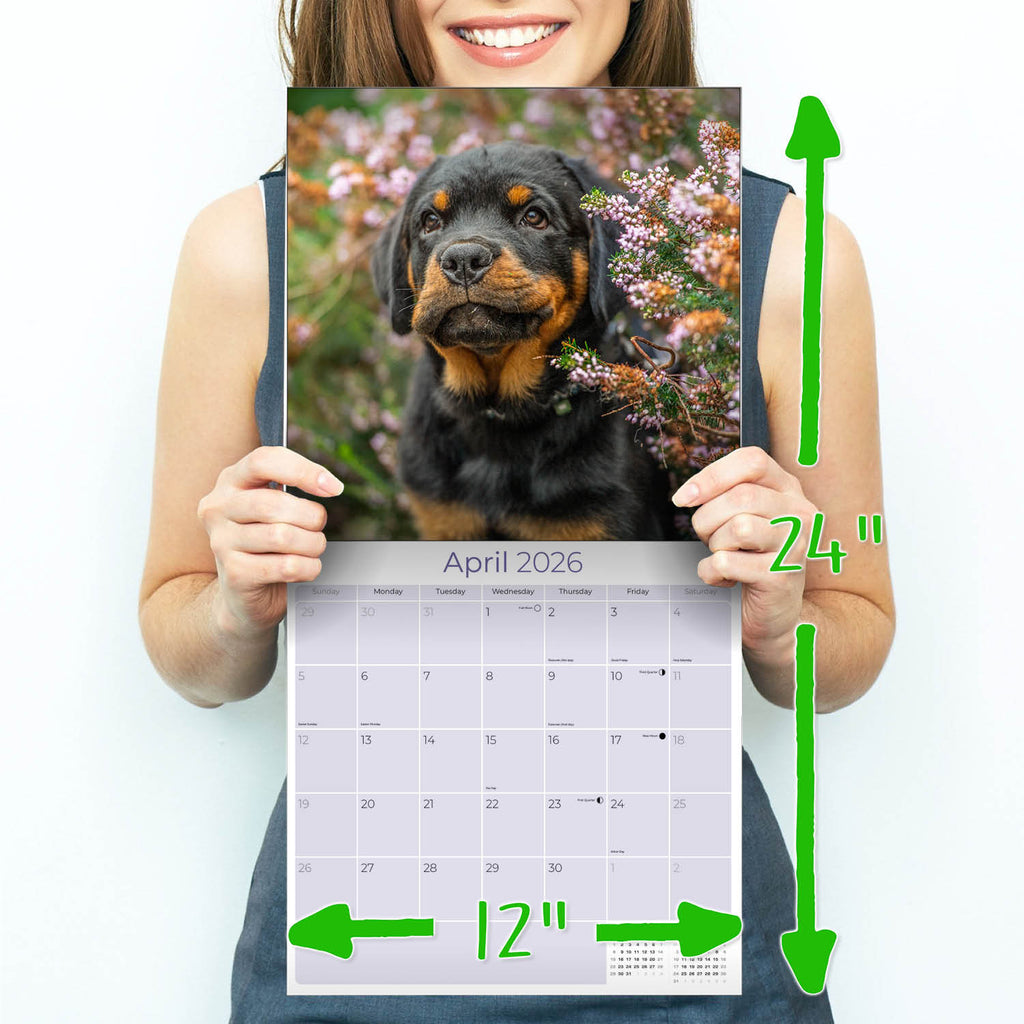 Rottweiler Wall Calendar 2026