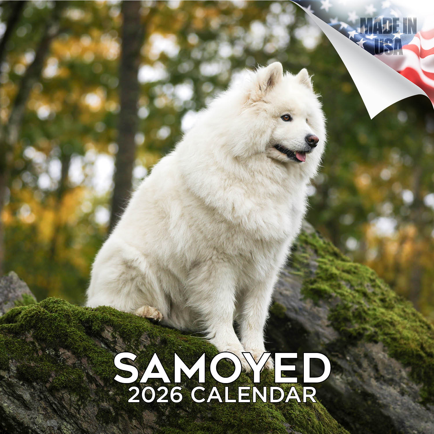 Samoyed Wall Calendar 2026