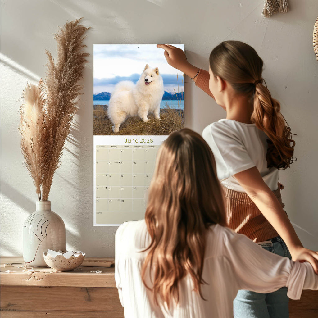 Samoyed Wall Calendar 2026