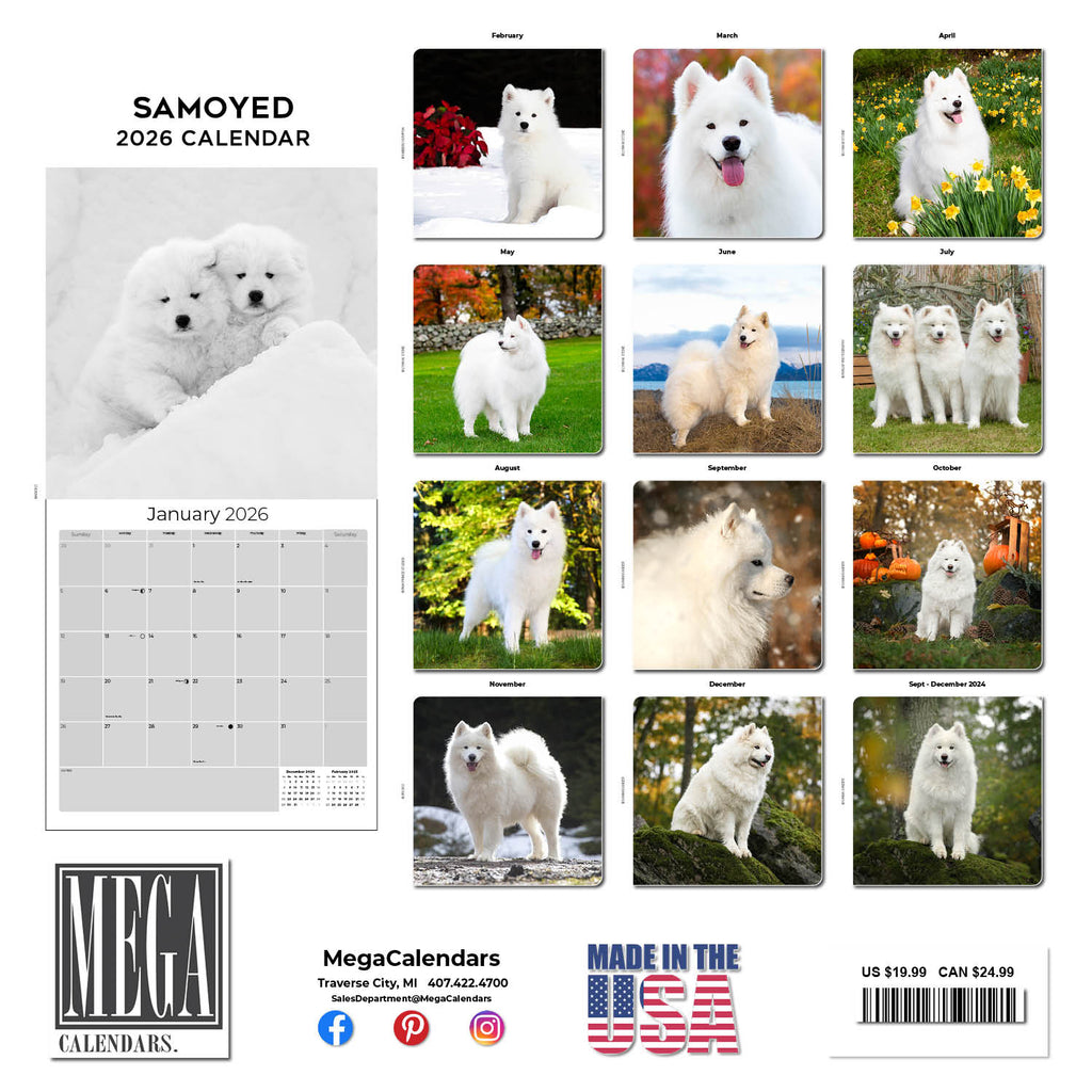 Samoyed Wall Calendar 2026