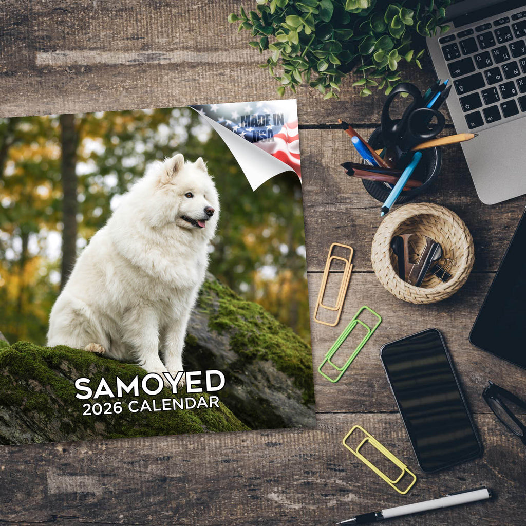 Samoyed Wall Calendar 2026