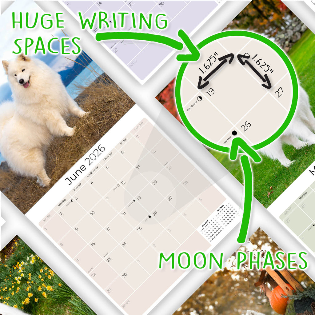 Samoyed Wall Calendar 2026