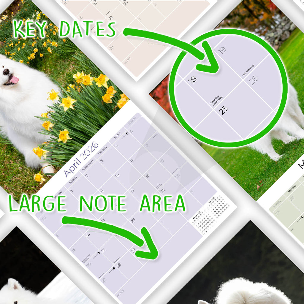 Samoyed Wall Calendar 2026