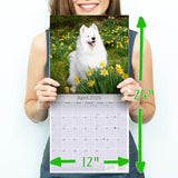 Samoyed Wall Calendar 2026