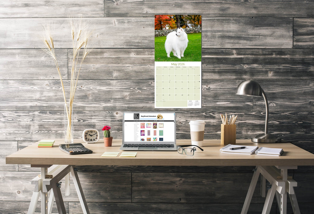 Samoyed Wall Calendar 2026