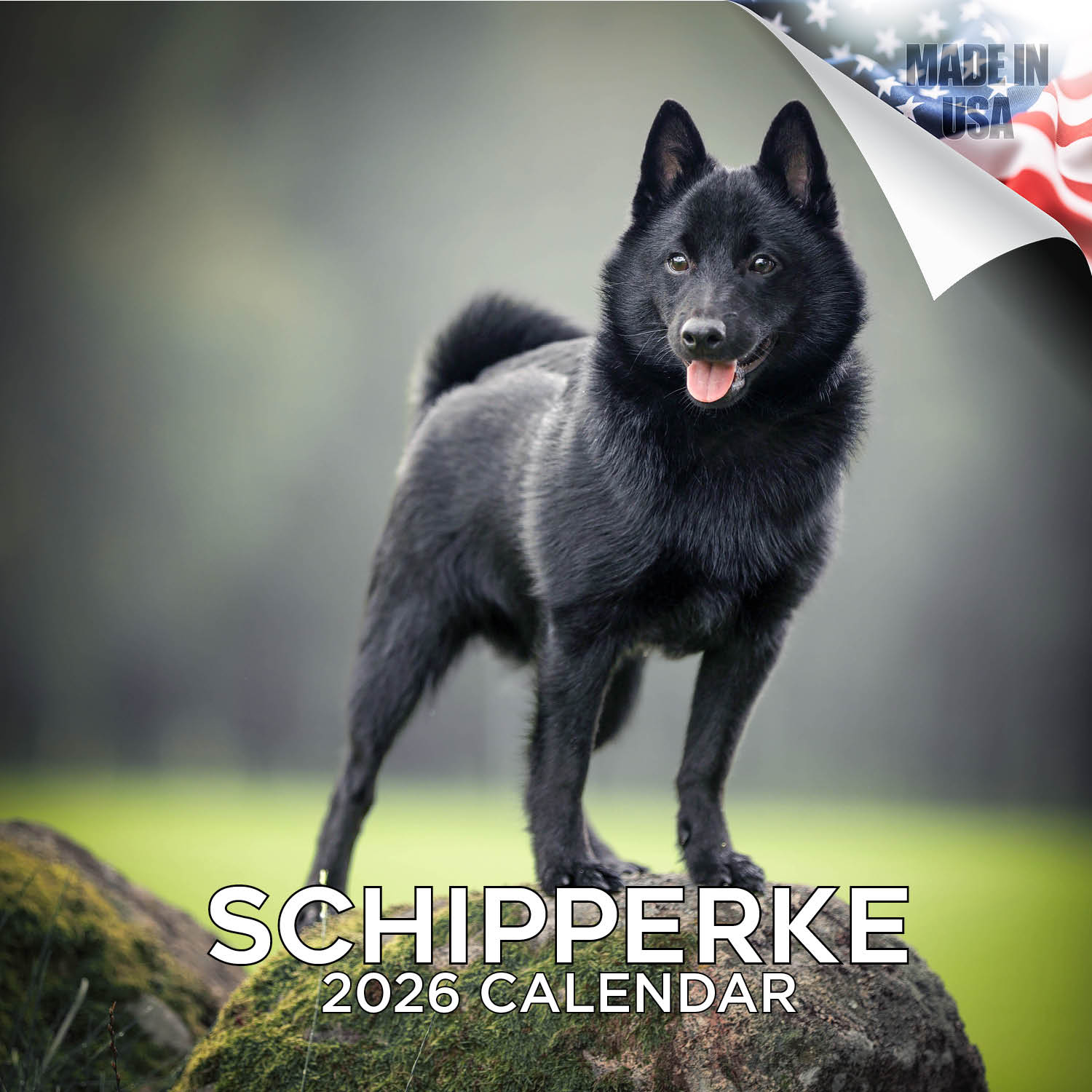Schipperke Wall Calendar 2026