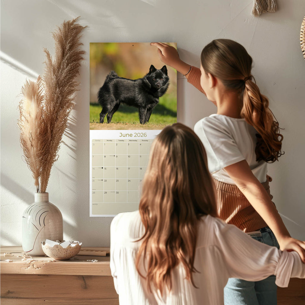 Schipperke Wall Calendar 2026