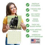 Schipperke Wall Calendar 2026