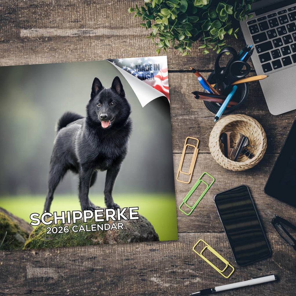 Schipperke Wall Calendar 2026